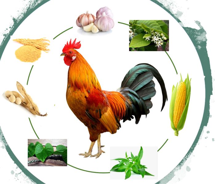 Thức ăn bổ sung thảo dược quý giá giúp chú gà khỏe mà không cần kháng sinh